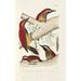 Monographie des picides pl41 - Alfred Malherbe — artwork view