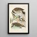 Reproduction of the painting Monographie des picides pl42 - Alfred Malherbe