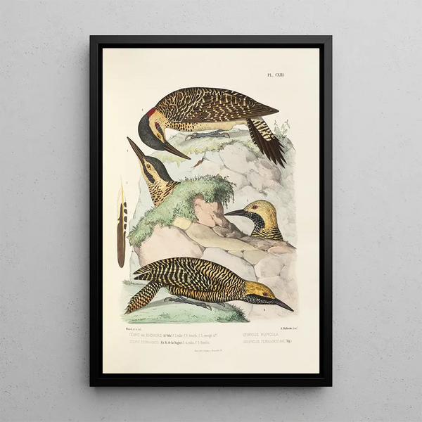 Reproduktion des Gemäldes Monographie des picides pl42 - Alfred Malherbe