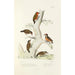 Monographie des picides pl44 - Alfred Malherbe — artwork view