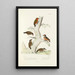 Monographie des picides pl44 - Alfred Malherbe — framed artwork on a wall