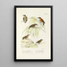Reproduction of the painting Monographie des picides pl47 - Alfred Malherbe