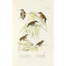 Reproduction of the painting Monographie des picides pl47 - Alfred Malherbe