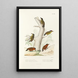 Alfred Malherbe - Monographie des picides pl48.webp