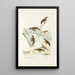 Reproduction of the painting Monographie des picides pl49 - Alfred Malherbe