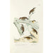 Reproduction of the painting Monographie des picides pl49 - Alfred Malherbe