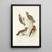 Monographie des picides pl50 - Alfred Malherbe — framed artwork on a wall