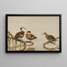 Sarcelle des Andaman, Sarcelle hottentote - Allan Brooks — gerahmtes Bild an der Wand