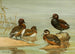 Ente mit Brille Australien, Nettes Halbdunkel - Allan Brooks — Ansicht des Kunstwerks