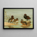 Ente mit Brille Australien, Nettes Halbdunkel - Allan Brooks — gerahmtes Bild an der Wand