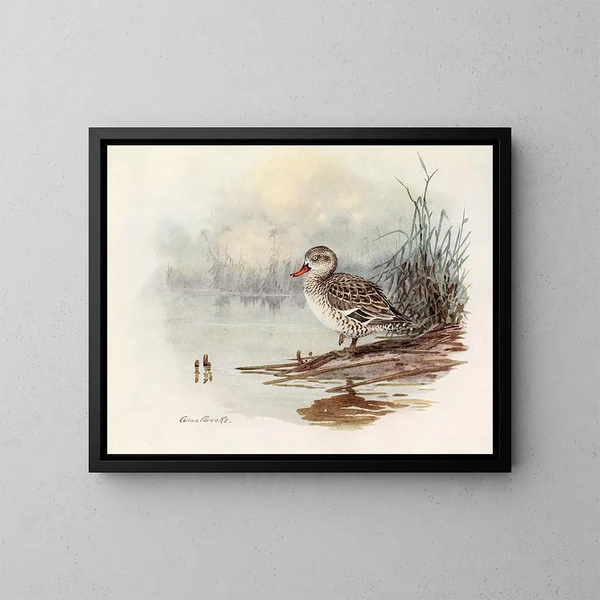 Singschwan - Allan Brooks — gerahmtes Bild an der Wand