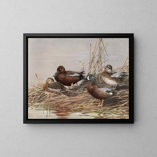 Singschwan mit blauen Flügeln - Allan Brooks — gerahmtes Bild an der Wand