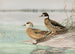 Anatra mandarina, anatra con ali di bronzo - Allan Brooks — vista dell’opera
