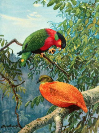 Allan Brooks - Fijian lory and orange dove.webp
