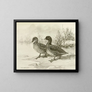 Allan Brooks - Freckled Duck.webp