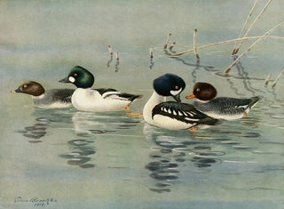 Allan Brooks - GoldenEye Barrows GoldenEye.webp