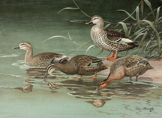 Allan Brooks - Indian SpotBill Eastern SpotBilled Duck.webp