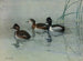 Canard à collier - Allan Brooks — vista dell’opera