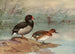 Pink-billed Duck - Allan Brooks — artwork view