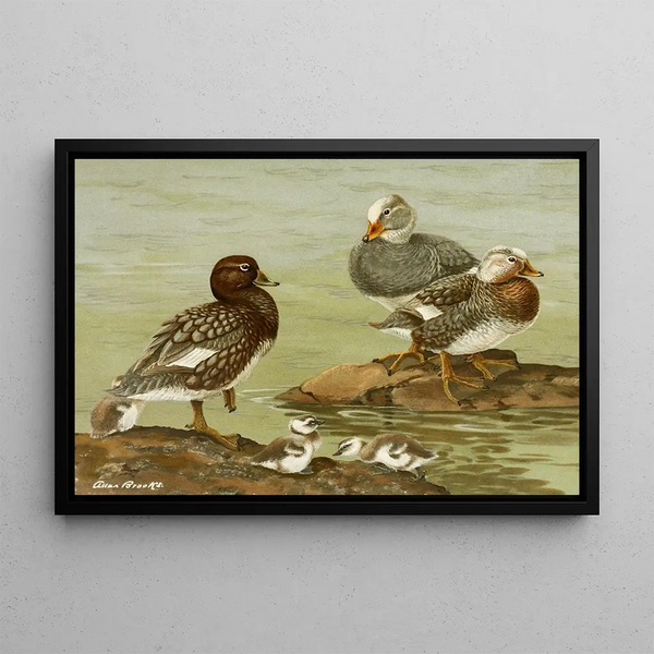 Allan Brooks - Steamer Duck.webp