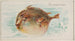 Fisch-Globus - Allen Ginter — Ansicht des Kunstwerks