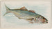 Pesce blu - Allen Ginter — vista dell’opera