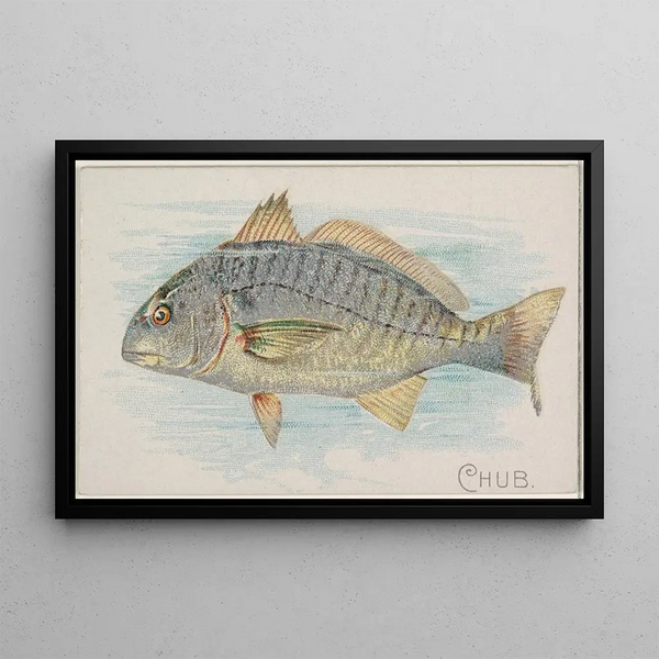 Allen Ginter - Chub.webp