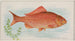 Goldfische - Allen Ginter — Ansicht des Kunstwerks