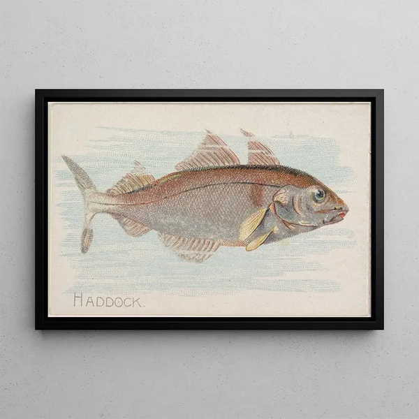 Allen Ginter - Haddock.webp