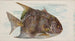 Fischmond - Allen Ginter — Ansicht des Kunstwerks