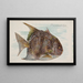Fischmond - Allen Ginter — gerahmtes Bild an der Wand
