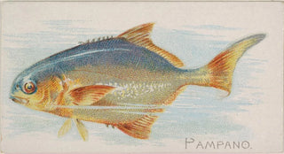 Allen Ginter - Pampano.webp