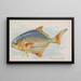 Pampano - Allen Ginter — framed artwork on a wall