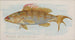 Fisch aus schwarzem Felsen - Allen Ginter — Ansicht des Kunstwerks