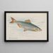 Sardine Painting - Allen Ginter — framed artwork on a wall