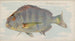 Sheepshead - Allen Ginter — vista dell’opera
