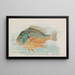 Fischmond - Allen Ginter — gerahmtes Bild an der Wand