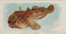 Fisch-Frosch - Allen Ginter — Ansicht des Kunstwerks
