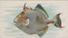 Fisch-Koffer - Allen Ginter — Ansicht des Kunstwerks