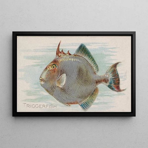 Allen Ginter - Triggerfish.webp