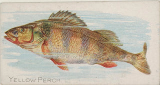 Allen Ginter - Yellow Perch.webp