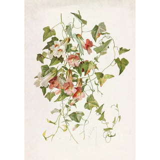 Alois Lunzer - Maurandia.webp