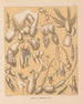 La fauna delle grotte del Nord America Pl 02 - Alpheus Spring Packard — vista dell’opera