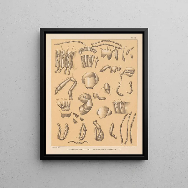 Alpheus Spring Packard - The cave fauna of North America Pl 07.webp