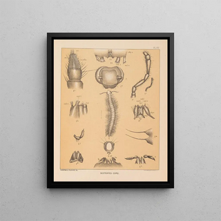 Alpheus Spring Packard - The cave fauna of North America Pl 08.webp