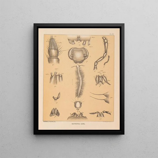 Alpheus Spring Packard - The cave fauna of North America Pl 08.webp