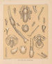 Die Fauna der Höhlen Nordamerikas Pl 11 - Alpheus Spring Packard — Ansicht des Kunstwerks