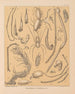 Die Fauna der Höhlen Nordamerikas Pl 12 - Alpheus Spring Packard — Ansicht des Kunstwerks