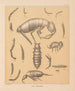 La fauna delle grotte del Nord America Pl 16 - Alpheus Spring Packard — vista dell’opera