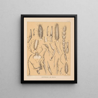 Alpheus Spring Packard - The cave fauna of North America Pl 19.webp